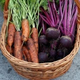 Kada saditi šargarepu i cveklu